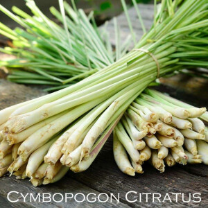Zitronengras Pandanus Tee 100g