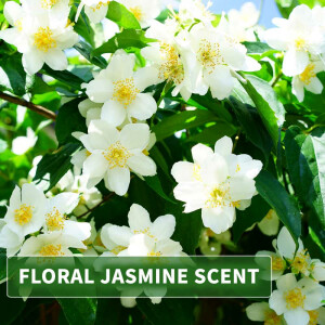 Massageöl Aroma Jasmin