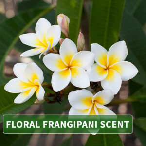 Olio da massaggio aroma Leelawadee Frangipani