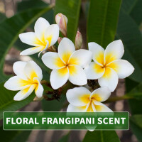 Olio da massaggio aroma Leelawadee Frangipani