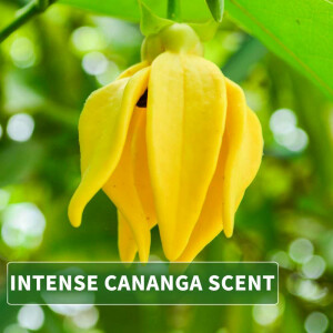 Olio da massaggio aroma Ylang Ylang