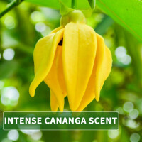 Olio da massaggio aroma Ylang Ylang