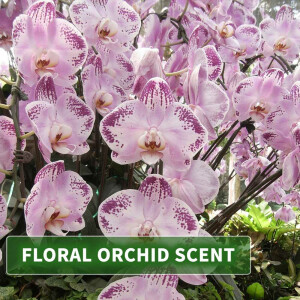 Olio da massaggio aroma Thai Orchidea 1000ml