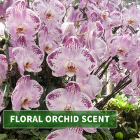 Olio da massaggio aroma Thai Orchidea 1000ml