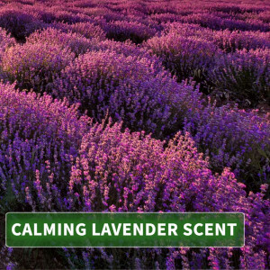 Massage Oil Aroma Lavender