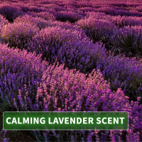 Massage Oil Aroma Lavender